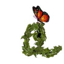 BUTTERFLY-VINE-Q.jpg