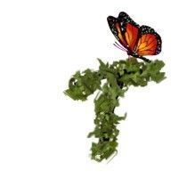 BUTTERFLY-VINE-T.jpg