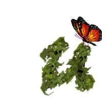 BUTTERFLY-VINE-U.jpg