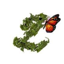 BUTTERFLY-VINE-Z.jpg