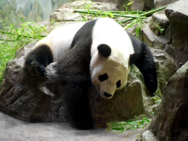 BXK13742_panda-gigante-3800.jpg