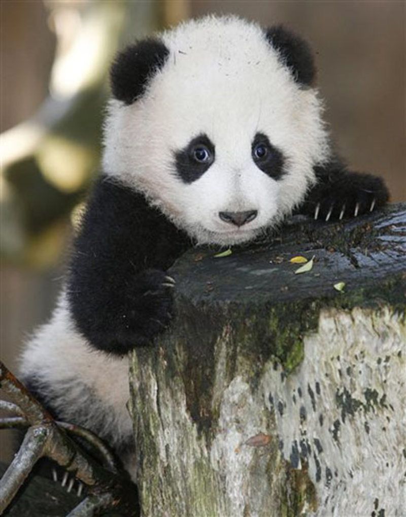 Baby-Panda-002.jpg