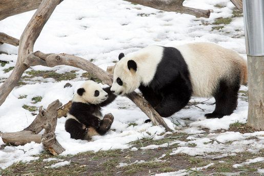 Baby-Panda-and-mom.jpg