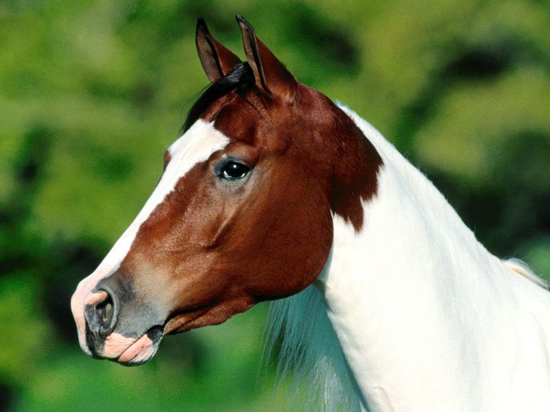 Beautiful-Brown-And-White-Horse-Animal-Picture-HD-Wallpaper.jpg