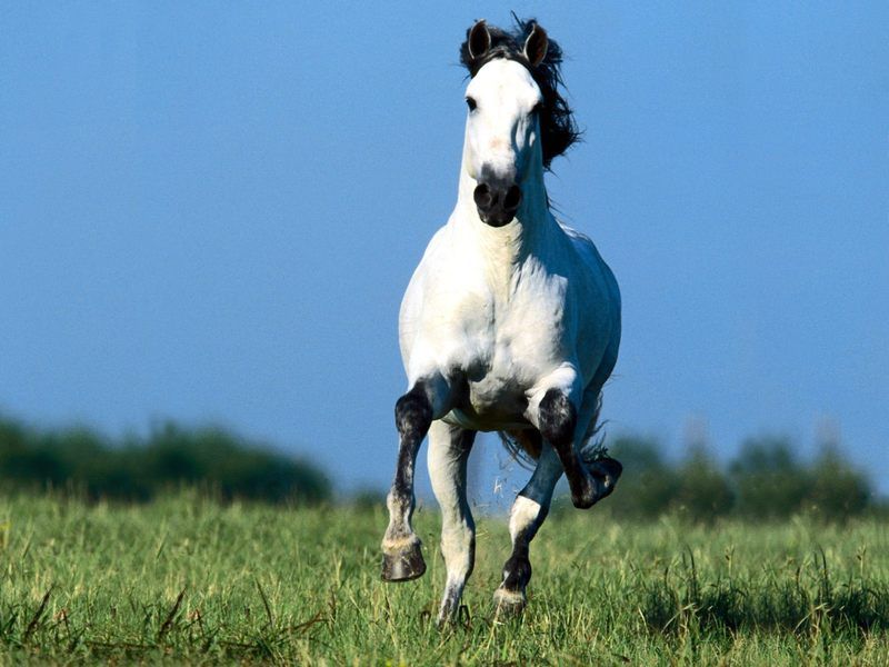 Beautiful-Cute-White-Coloured-Horse-Pictures-_-Photos-_-Wallpapers-0.jpg