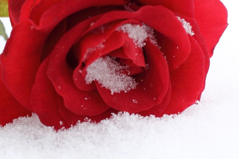 Belle-fleur-rouge-dans-la-neige-1358589178_14.jpg