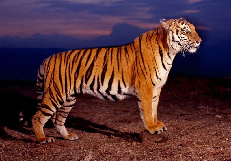 Bengal_20Tiger.jpg