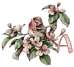 Bird-on-Dogwood-Limb-Alpha-by-iRiS-A.gif