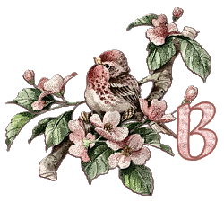 Bird-on-Dogwood-Limb-Alpha-by-iRiS-B.gif