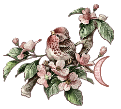 Bird-on-Dogwood-Limb-Alpha-by-iRiS-C.gif