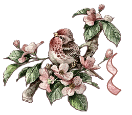 Bird-on-Dogwood-Limb-Alpha-by-iRiS-E.gif
