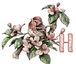 Bird-on-Dogwood-Limb-Alpha-by-iRiS-H.gif