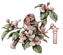 Bird-on-Dogwood-Limb-Alpha-by-iRiS-I.gif