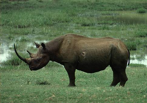 Black-rhinoceros-image.jpg