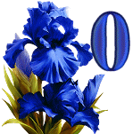 Blue-Iris-1_1.gif