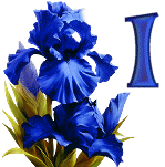 Blue-Iris-2_1.gif