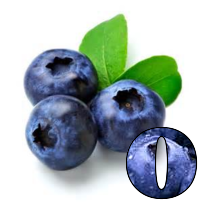 Blueberries-Alpha-2013-O.png