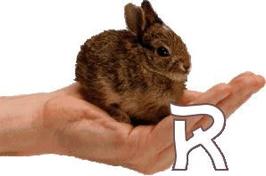 BunnynHandswt_R.gif