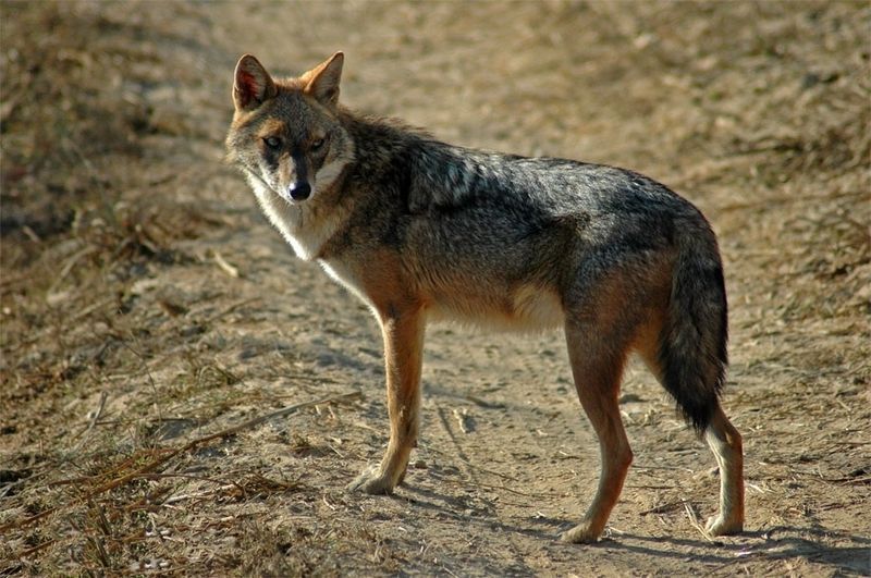 COYOTE-SOLITARIO.jpg