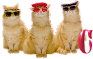 Cattitude-C.gif