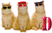 Cattitude-D.gif