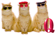 Cattitude-Q.gif