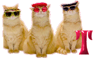 Cattitude-T.gif