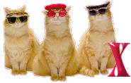 Cattitude-X.gif