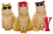 Cattitude-Y.gif