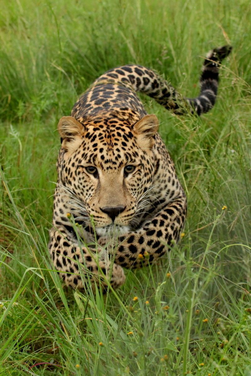 Charging_Leopard-001.jpg