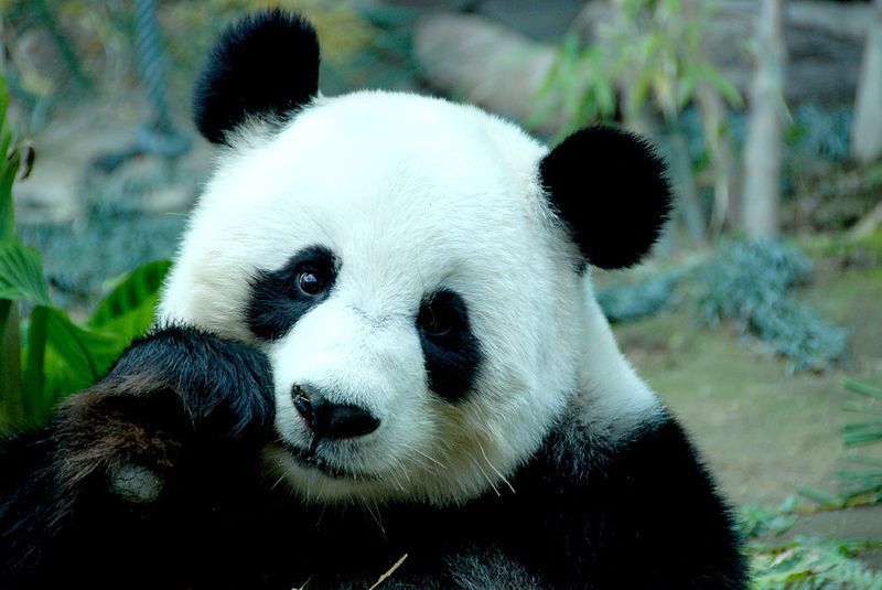 China_wildlife_panda.jpg