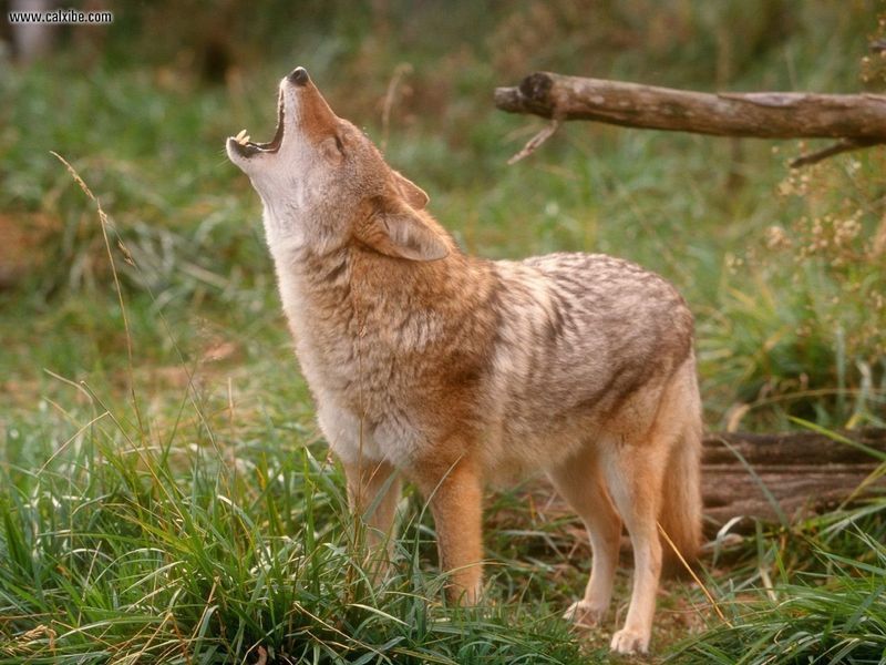 Coyote-08.jpg