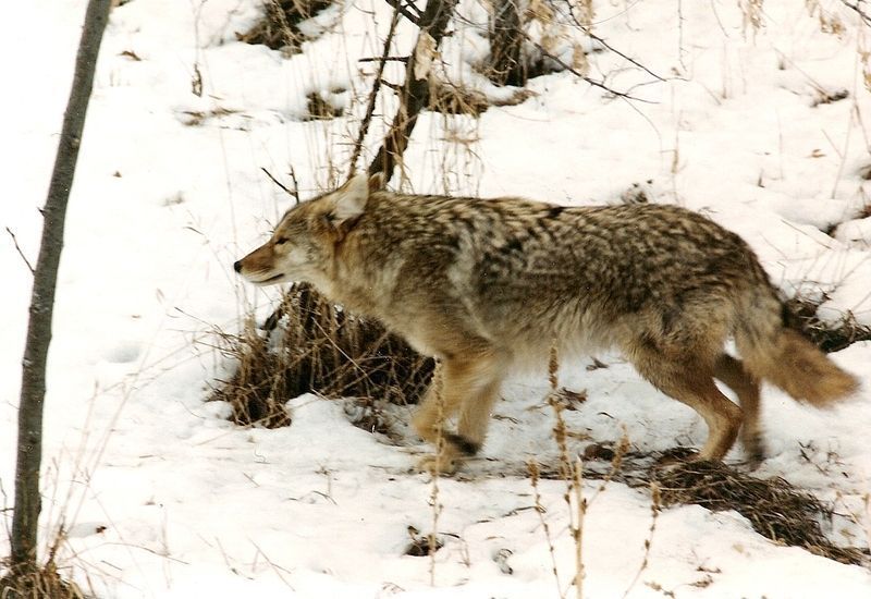 Coyote-1-WA.jpg