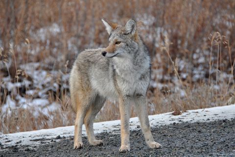 Coyote-Cameron-Eckert1a_web_2013.jpg