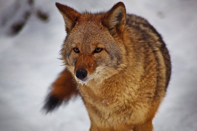 Coyote-face-tail-snow-mouth_-_West_Virginia_-_ForestWander.jpg