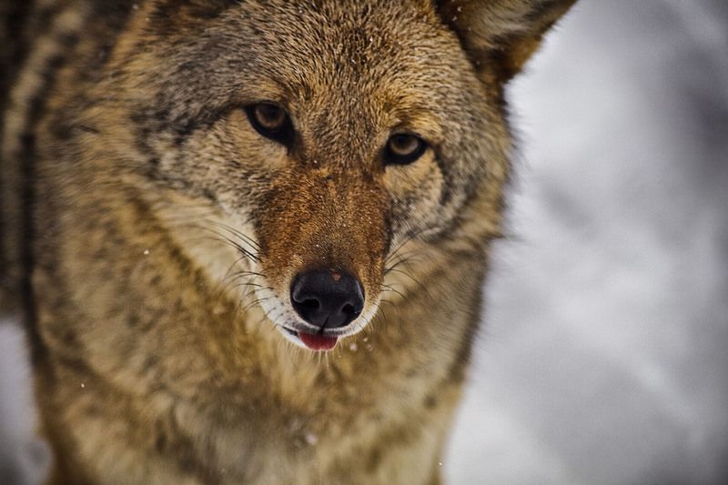 Coyote-face-tongue1_-_Virginia_-_ForestWander.jpg