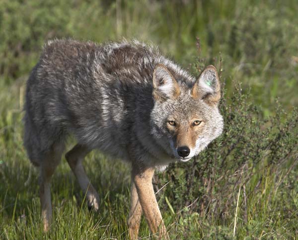 Coyote20stalking20prey20-20note20radio20collar20and20ear20tags20for20research20project.jpg