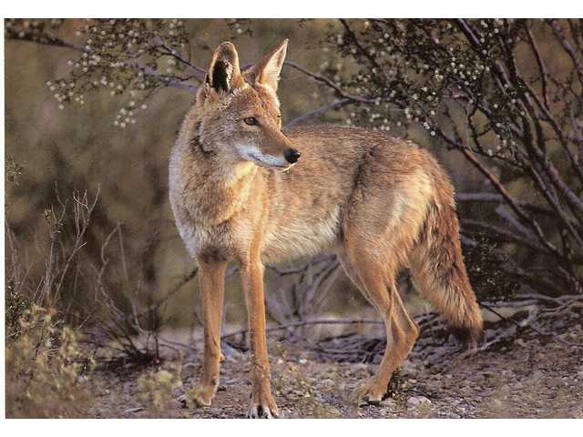 Coyote5445.jpg