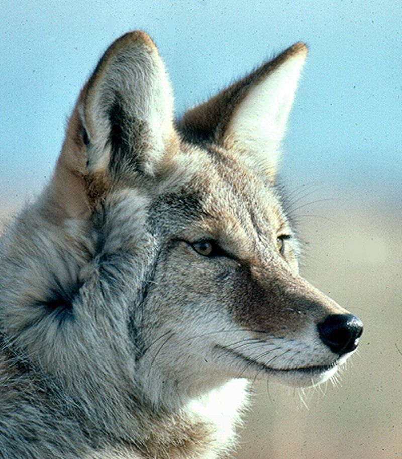 Coyote6RC.jpg