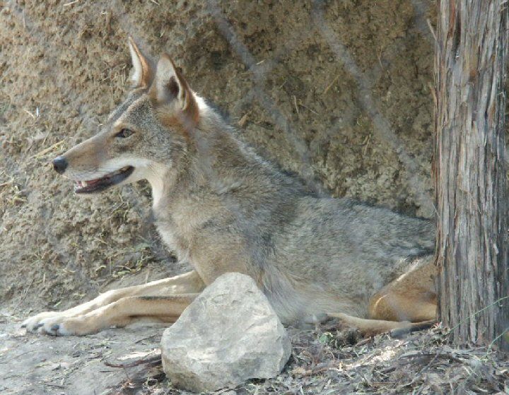 CoyotePupPG_062805_6554C.jpg