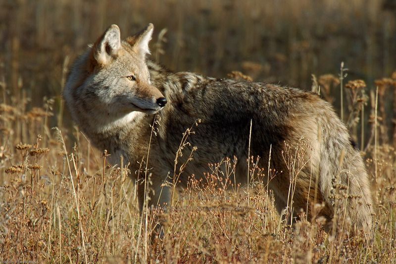 Coyote_0329.jpg