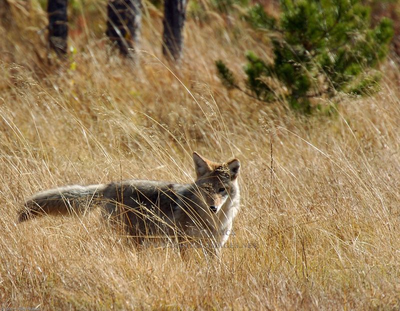 Coyote_0610.jpg