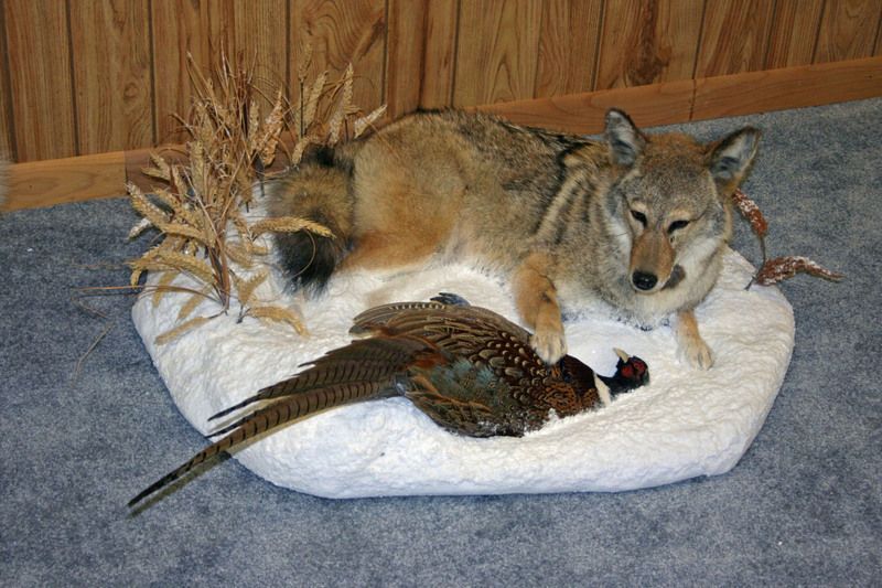 Coyote_1-2.jpg