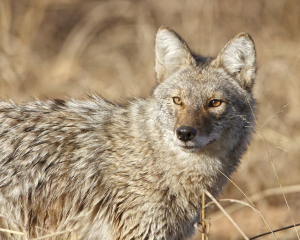 Coyote_120301_2859.jpg