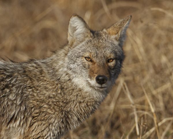 Coyote_120301_2874.jpg