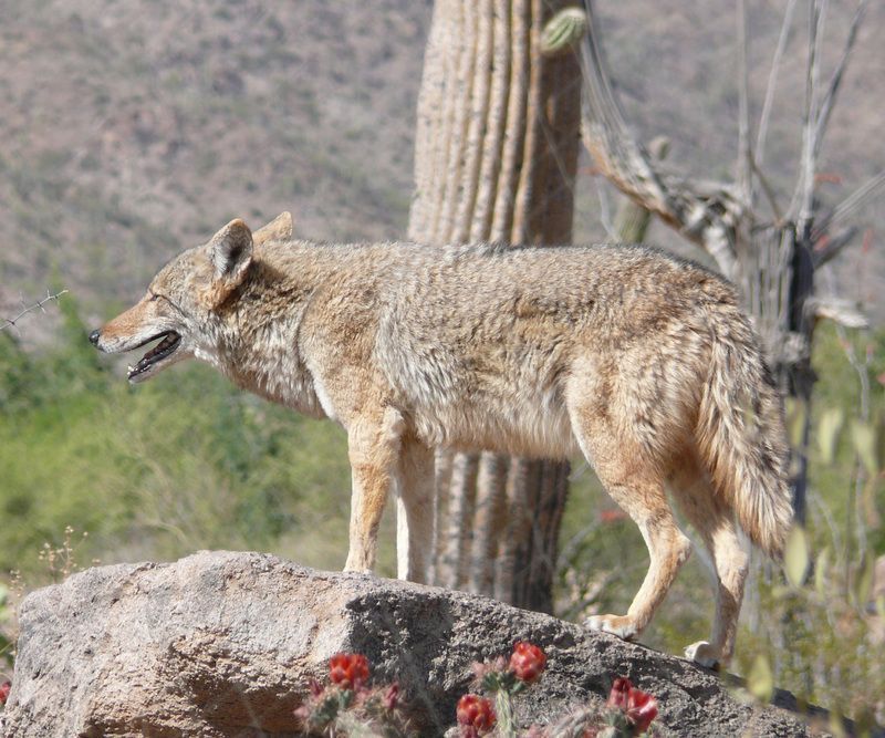 Coyote_Canis_latrans_mearnsi.jpg