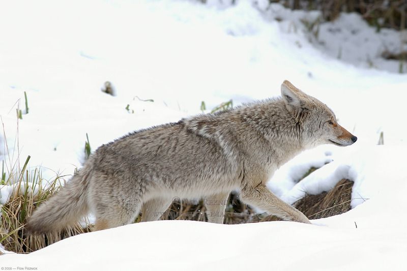 Coyote_WinterHunt_6866.jpg