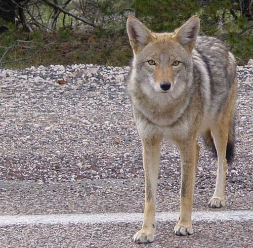 Coyote_arizona.jpg