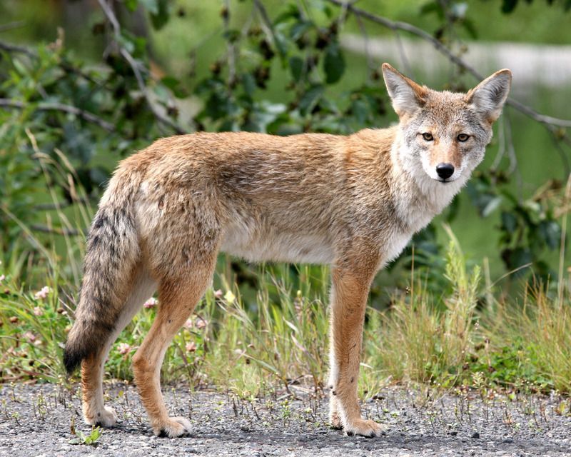 Coyote_in_Alaska.jpg