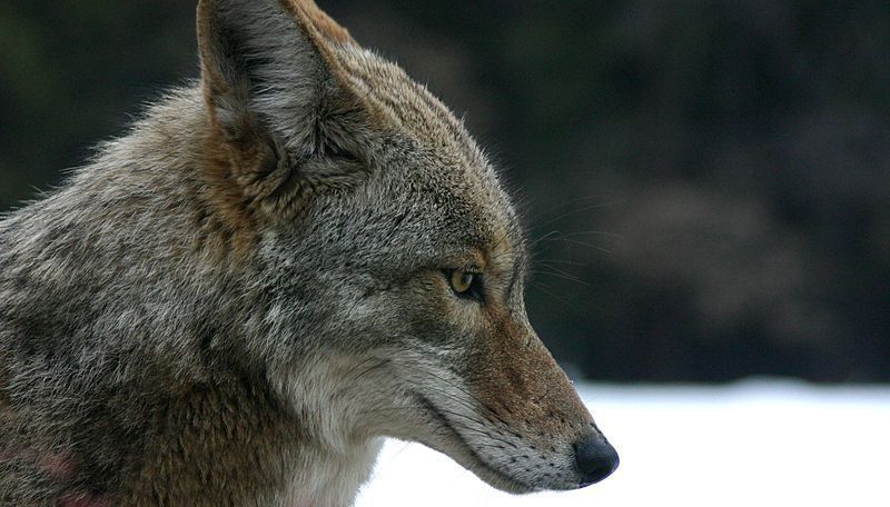 Coyote_portrait.jpg